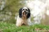 LHASSA APSO 244